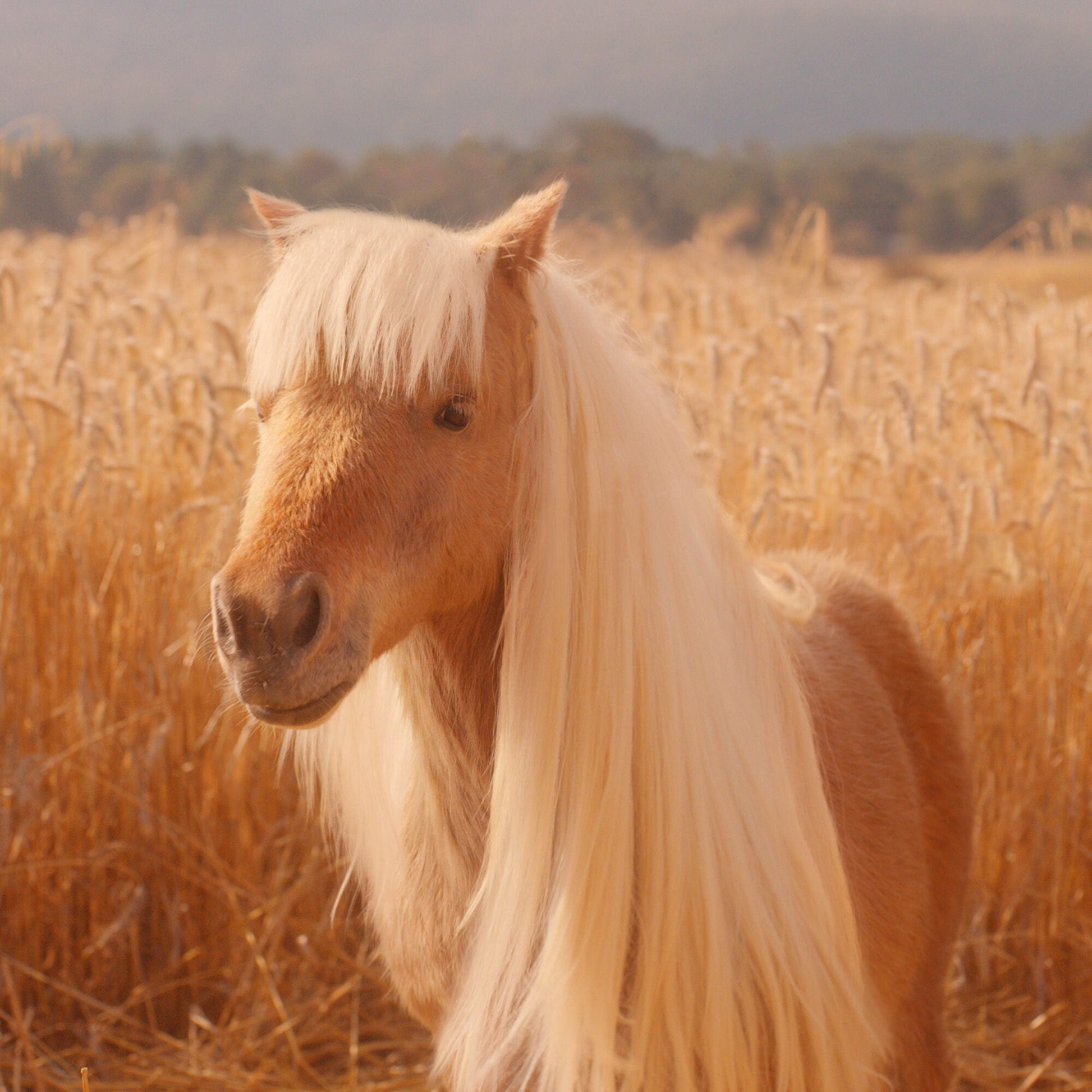 halo-glow-liquid-filter-t2 pony_pdp_2_e2011e9a-b9dd-4967-9b0f-b2fb03df5f80.jpg